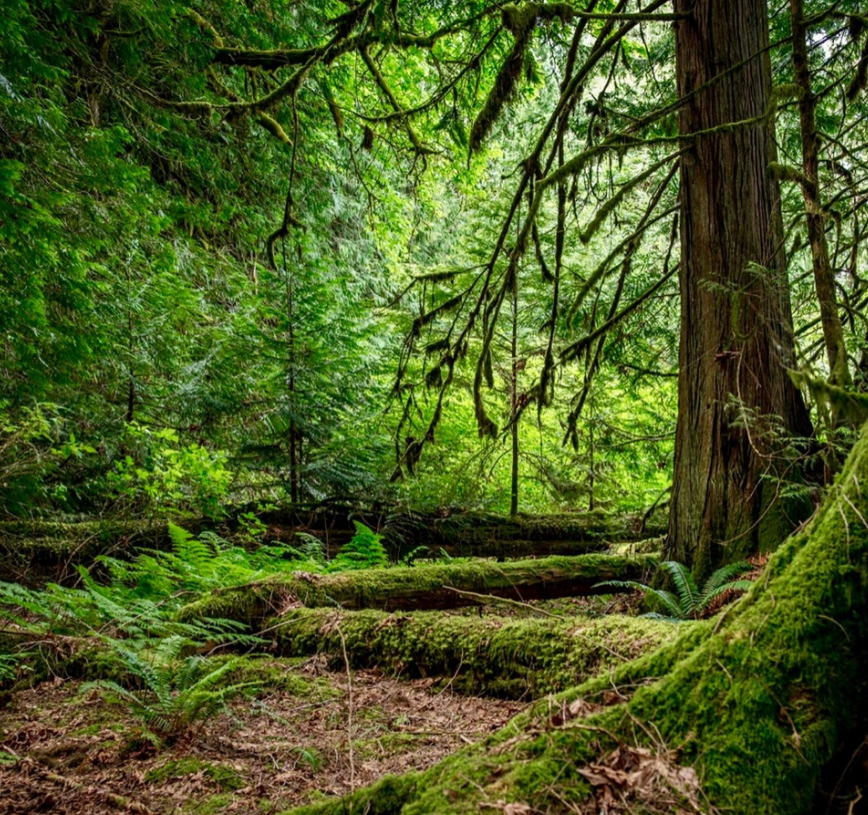 The Wisdom of Nature in the Melodies of Alex Kingston: ‘The Secret Language of&nbsp;Trees’